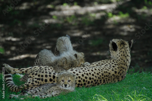 Gepard (Acinonyx jubatus) Weibchen mit Jungtieren
