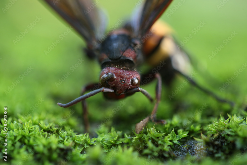 Fototapeta premium ant on green grass