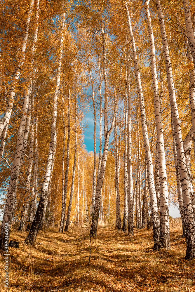 Obraz premium Leaf fall in a birch grove. Birch trees with white trunks, bright yellow leaves, blue sky, shot from below.