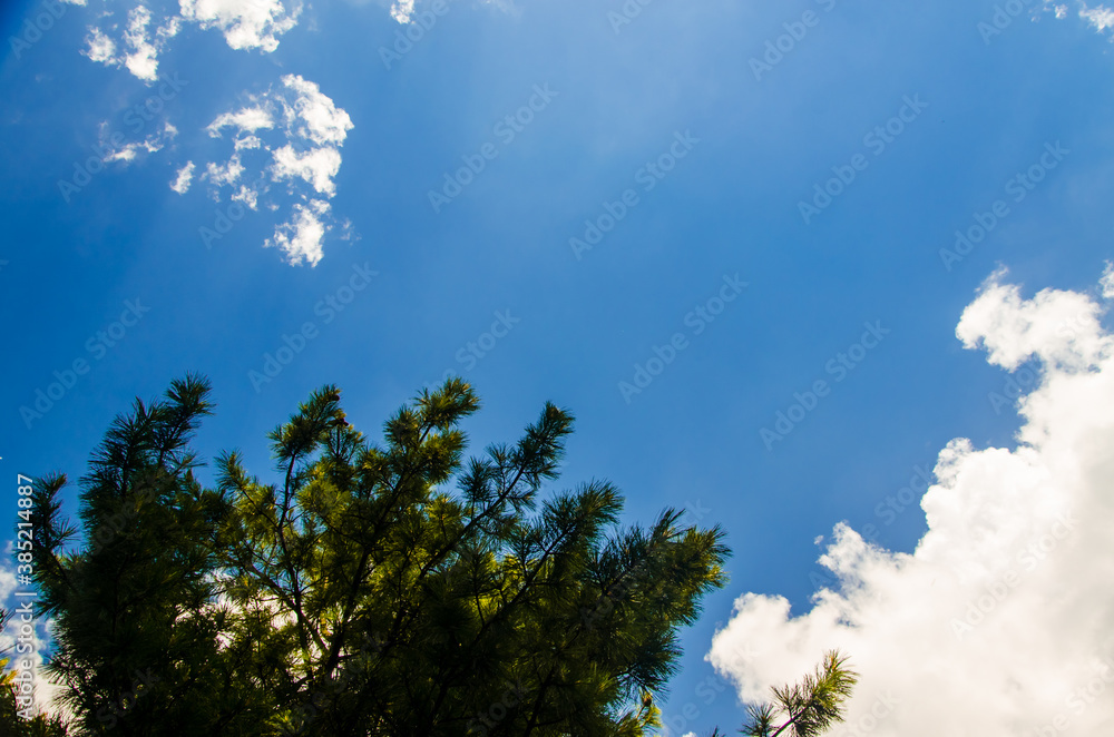 Obraz premium crown of trees from bottom to top. Cumulus clouds over the forest