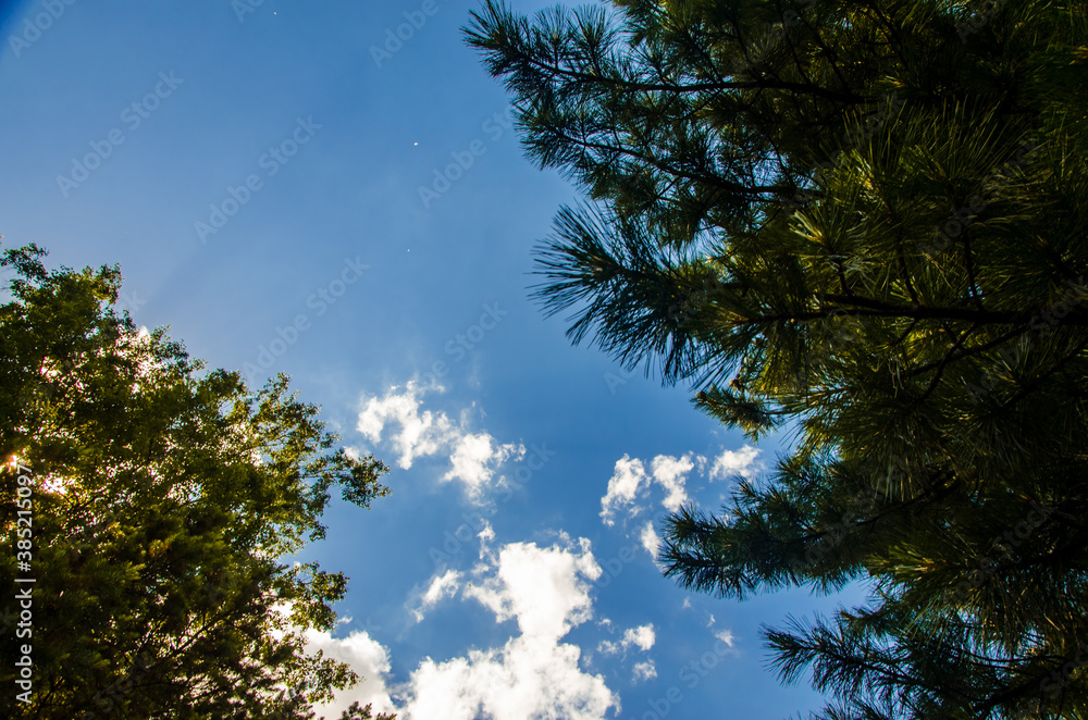 crown of trees from bottom to top. Cumulus clouds over the forest crown of trees from bottom to top. Cumulus clouds over the forest