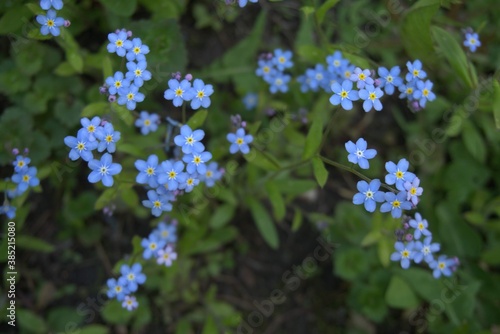 Beautiful forget-me-not's.