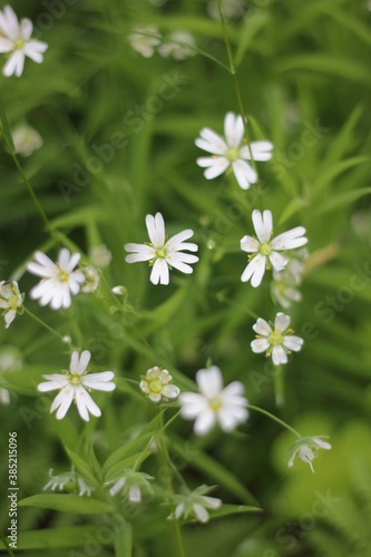 Idylllic Scandinavian flowers.