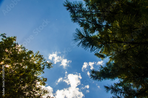 crown of trees from bottom to top. Cumulus clouds over the forest