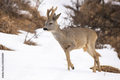Wallpaper Mural Roe deer, capreolus capreolus, walking on meadow the during snowing. Roebuck with new growing antlers in velvet going on snowy field. Brown mammal marching on white glade. Torontodigital.ca