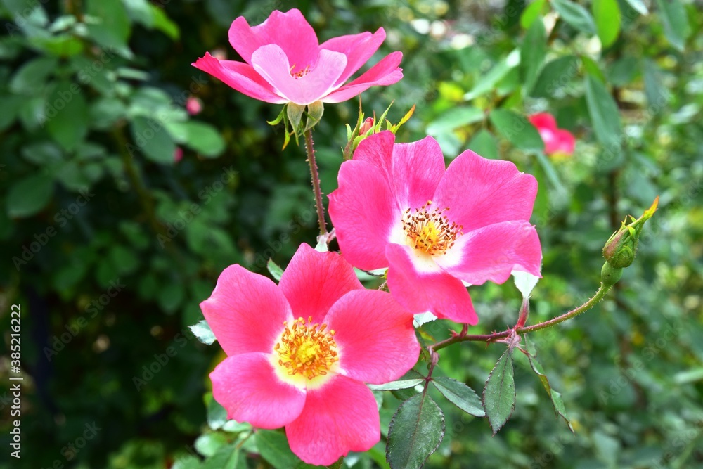 薔薇 薔薇
