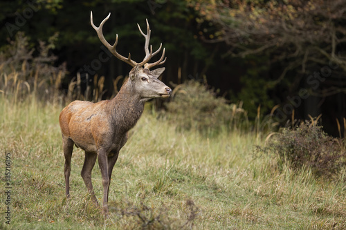 Majestic red deer, cervus elaphus, standing in forest in autumn nature. Wild stag with huge antlers looking on field in fall. Brown mammal observing on dry glade.