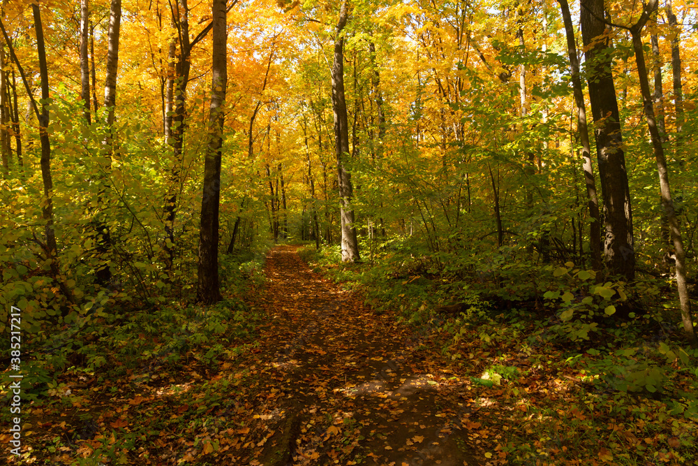 A path in an autumn deciduous forest near the city of Samara