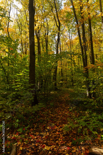 Autumn deciduous forest in the vicinity of the city of Samara