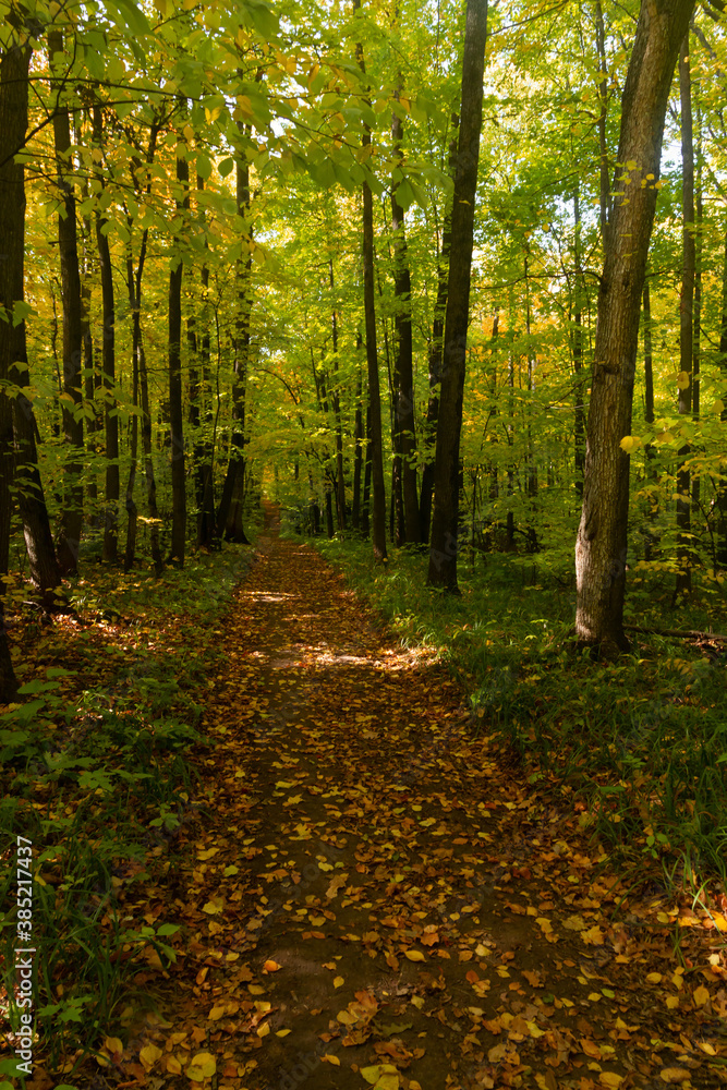Obraz premium Landscape with a road in the autumn deciduous forest