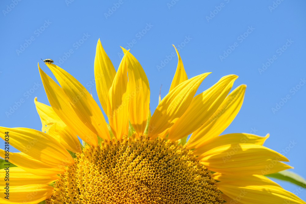 Naklejka premium part of sunflower flower against blue sky