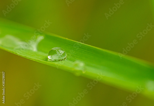 drops of water on grass blade