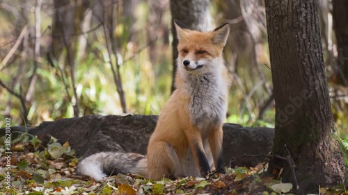 Red Fox In The Green Forest photo