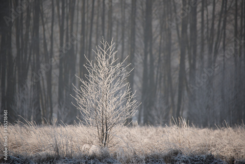 Fototapeta Naklejka Na Ścianę i Meble -  Oszroniony las w zimie