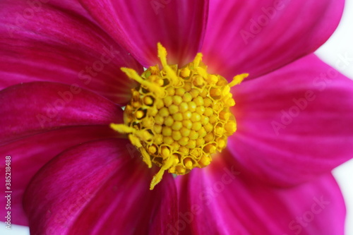 Beautiful blooming pink flower with yellow center close up