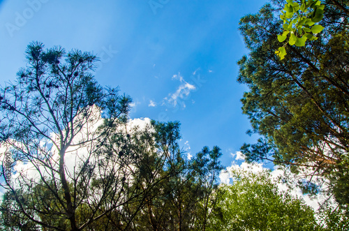 crown of trees from bottom to top. Cumulus clouds over the forest