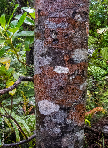 trunk of a tree