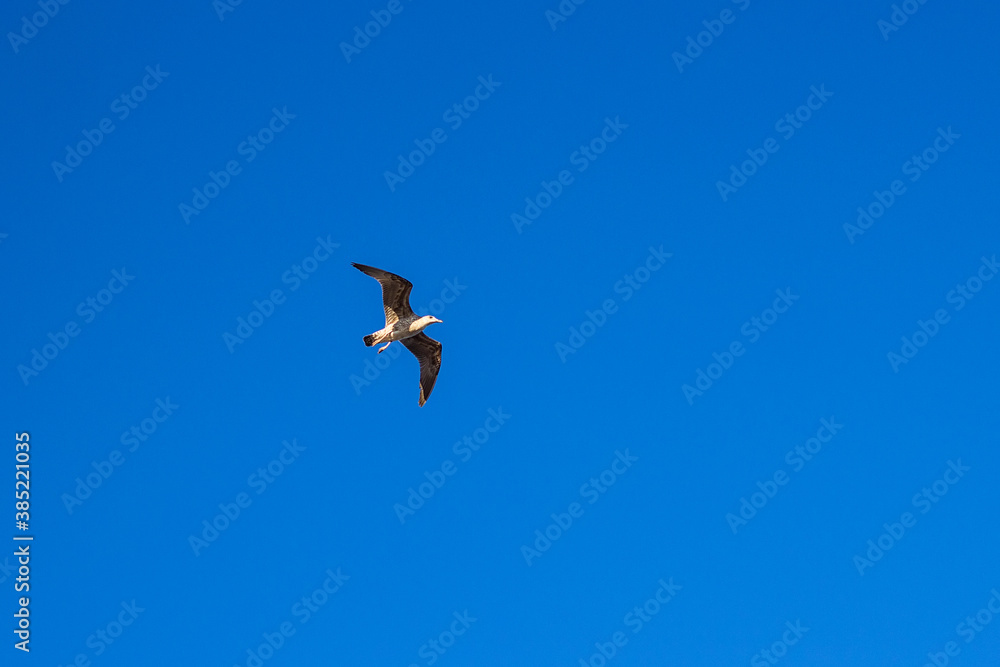Seagull flying over the Black Sea coast near the village of Sanzheyka in Odessa region, Ukraine. Beautiful blue waves on a sunny summer day Seagull flying over the Black Sea coast near the village of Sanzheyka in Odessa region, Ukraine. Beautiful blue waves on a sunny summer day
