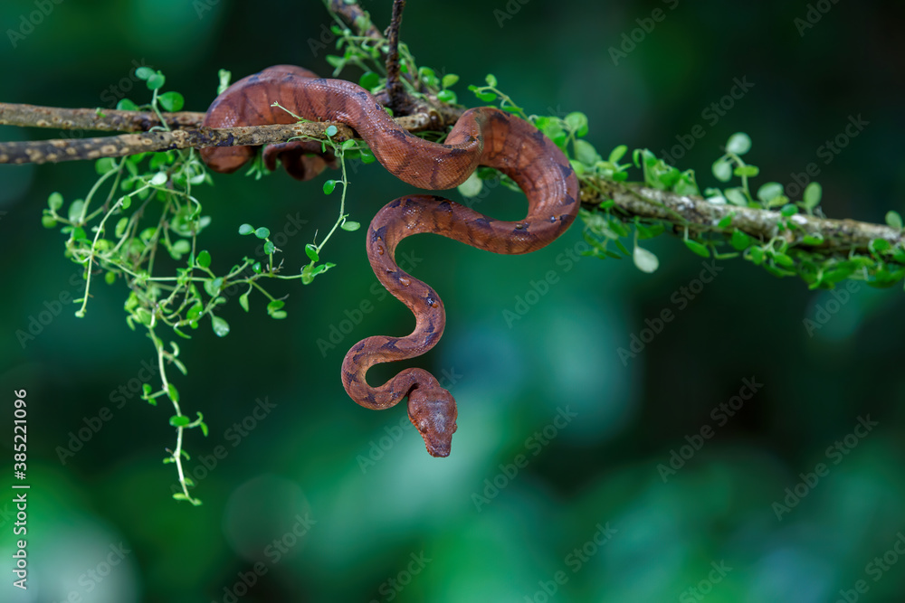 Central American Tree Boa, Corallus annulatus, also known as common tree boa, Trinidad tree boa