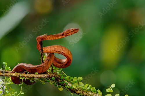 Central American Tree Boa, Corallus annulatus, also known as common tree boa, Trinidad tree boa or tee boa on a branch in the forest in Costa Rica