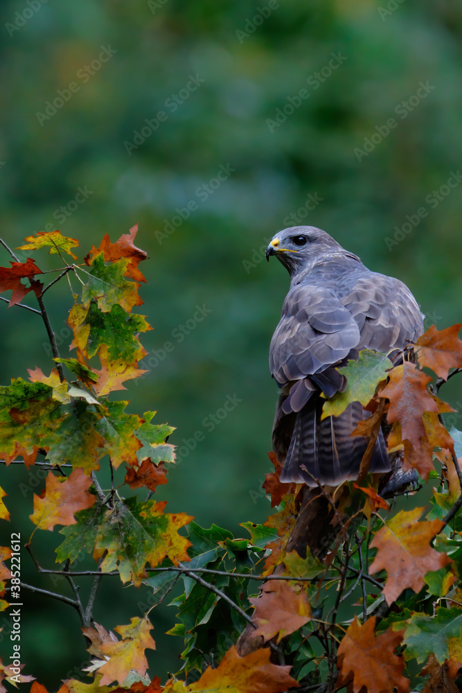 Fototapeta premium Common buzzard, buteo buteo, sitting on a branch in the autumn in the forest in the Netherlands