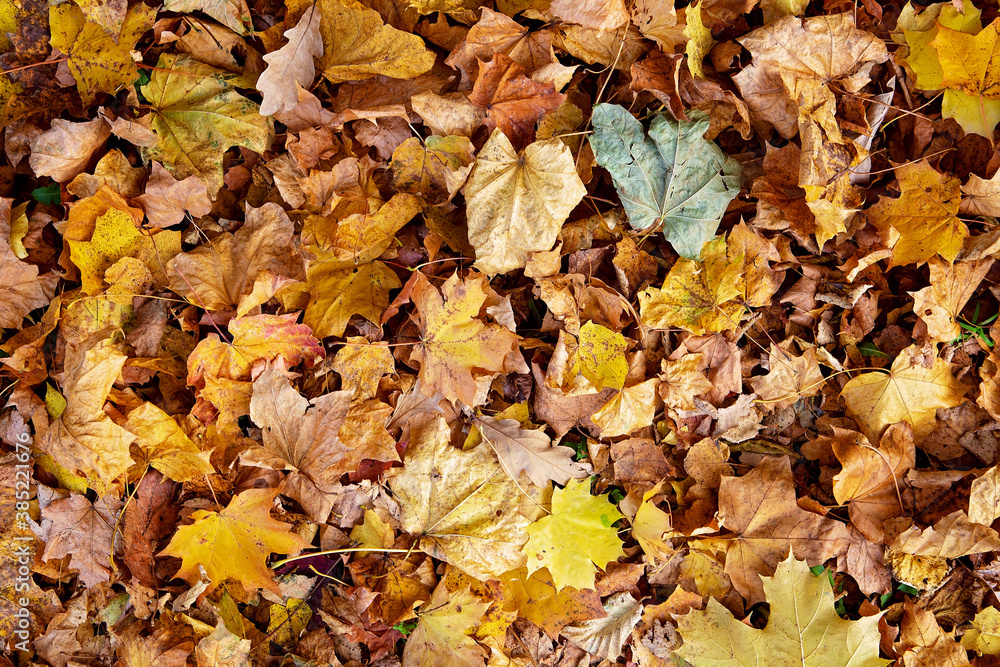 Yellow leaves in autumn on the ground