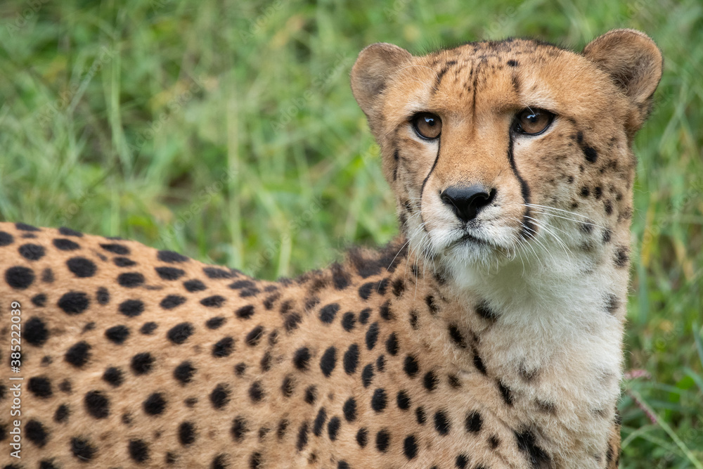 Close-up of a cheetah standing in a grass field. Close-up of a cheetah standing in a grass field.