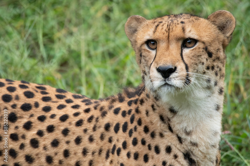 Close-up of a cheetah standing in a grass field.