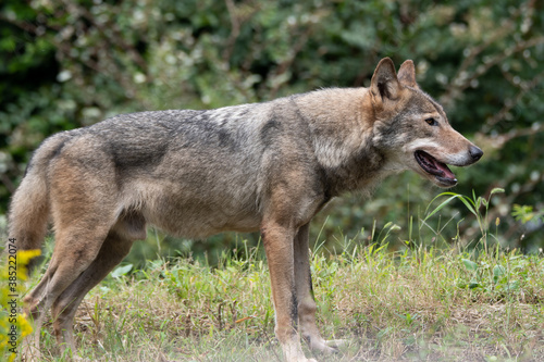 Common wolf standing in the grass field.