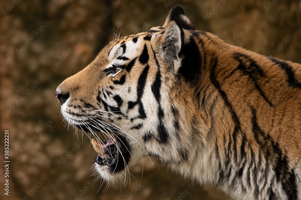Fototapeta premium Close-up of the profile of a tiger against the rock wall.
