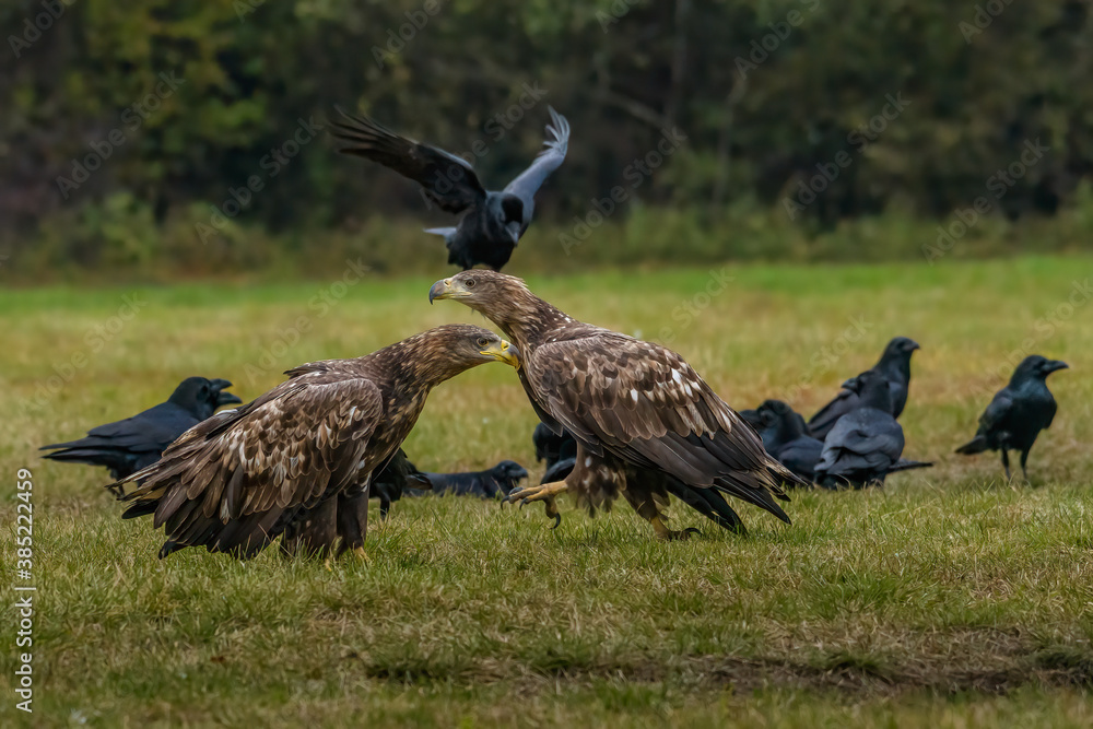 Obraz premium White Tailed Eagle (Haliaeetus albicilla) in flight. Also known as the ern, erne, gray eagle, Eurasian sea eagle and white-tailed sea-eagle. Wings Spread. Poland, Europe. Birds of prey.