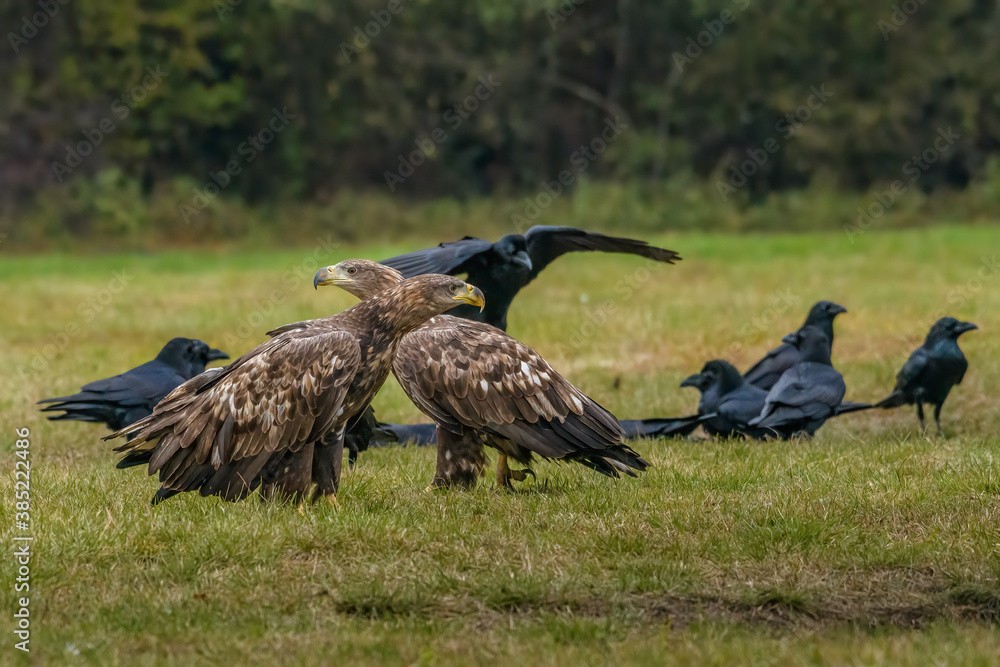 Fototapeta premium White Tailed Eagle (Haliaeetus albicilla) in flight. Also known as the ern, erne, gray eagle, Eurasian sea eagle and white-tailed sea-eagle. Wings Spread. Poland, Europe. Birds of prey.