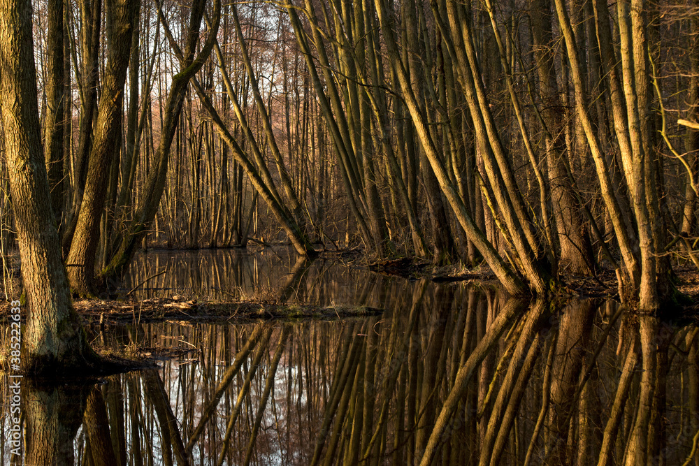 Obraz premium Podmokły, bagienny las olsowy.