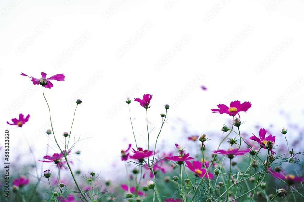 Many cosmos flowers are blooming at a park in Tokyo, Japan. Showa kinen Park in Tokyo. Many cosmos flowers are blooming at a park in Tokyo, Japan. Showa kinen Park in Tokyo.