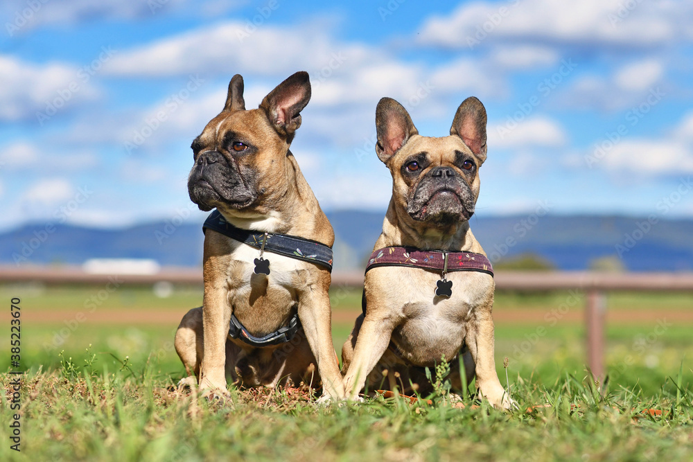 Fototapeta premium Pair of fawn French Bulldog dogs sitting next to each other in front of meadow