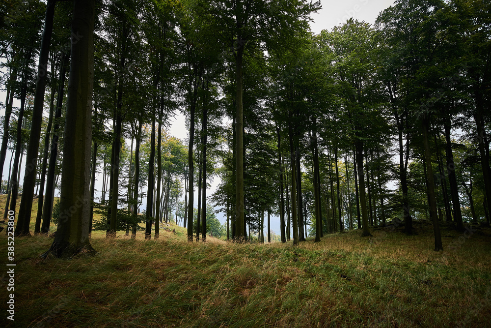 Amazing Carpathian forest in cloudy weather, Slovakia, Europe Amazing Carpathian forest in cloudy weather, Slovakia, Europe