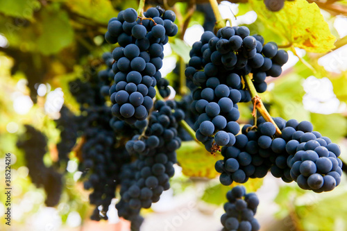 Red black bunches Pinot Noir grapes growing in vineyard with blurred background and copy space. Harvesting in the vineyards concept.