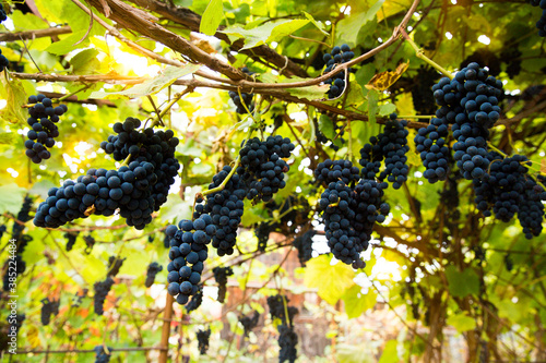 Red black bunches Pinot Noir grapes growing in vineyard with blurred background and copy space. Harvesting in the vineyards concept.