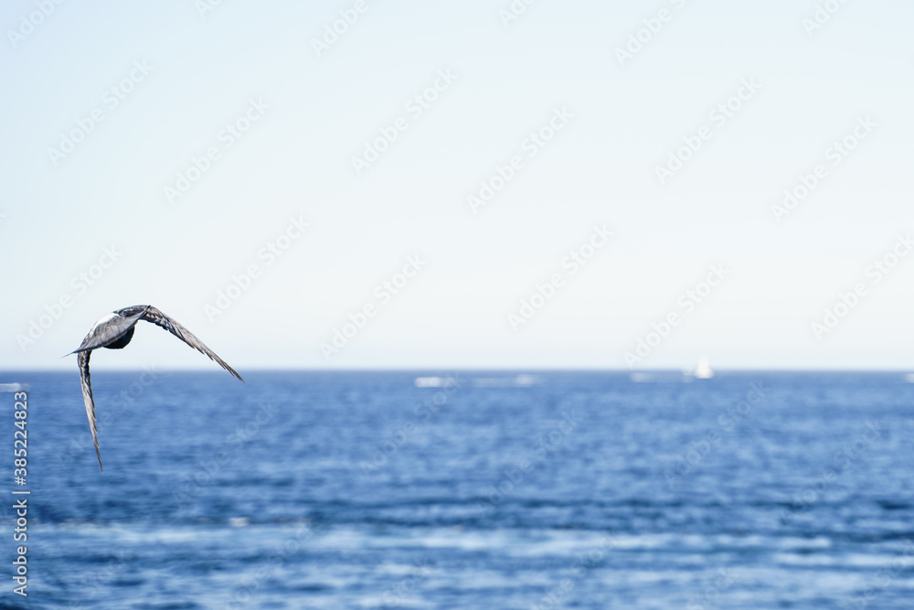 Panoramic photo of a seabird flying above the sea. Panoramic photo of a seabird flying above the sea.