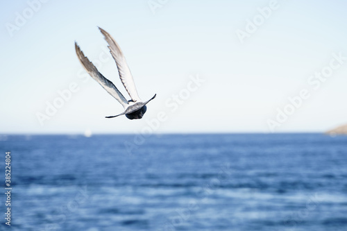 Pigeon flying above the sea.