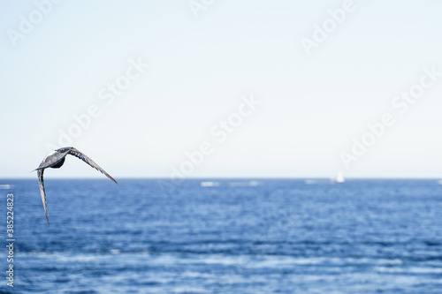 Panoramic photo of a seabird flying above the sea.
