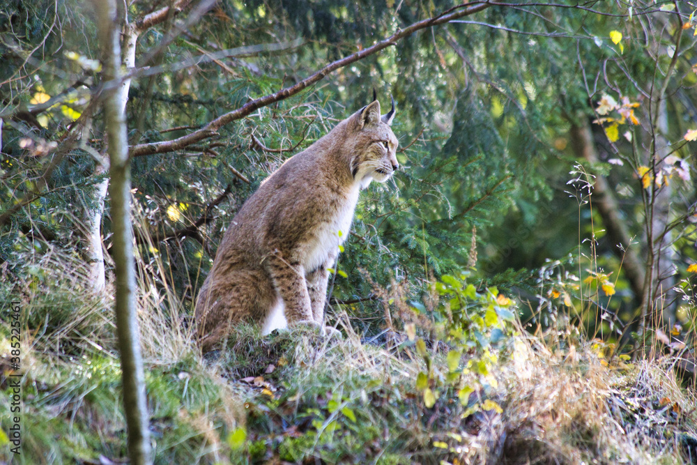 Fototapeta premium Wachsamer Luchs im Wald