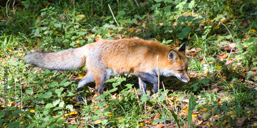 Schleichender Fuchs