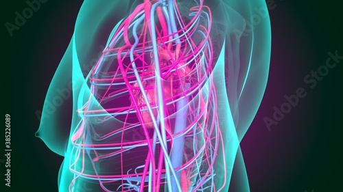 3d illustration of human circulatory system heart anatomy