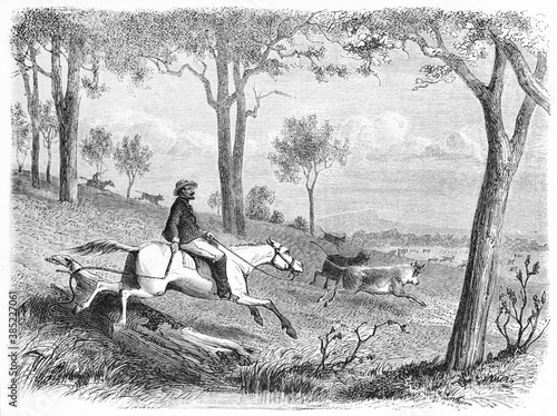 Canvas Print Australian squatter herding cattle running by horse in nature