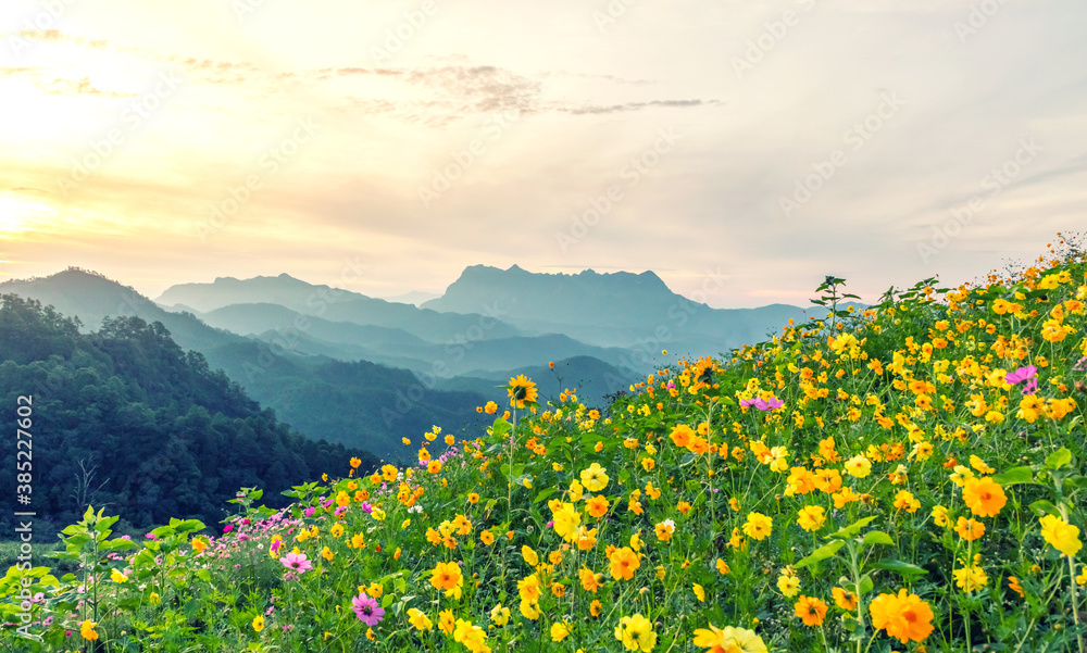 Cosmos flowers in blooming with sunrise and mountain landscape background. Cosmos flowers in blooming with sunrise and mountain landscape background.