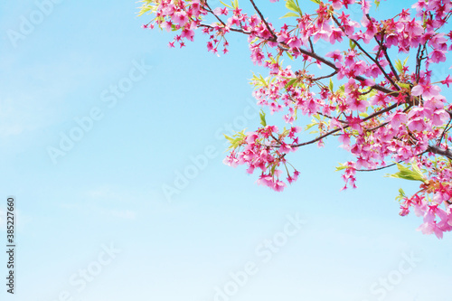 河津桜