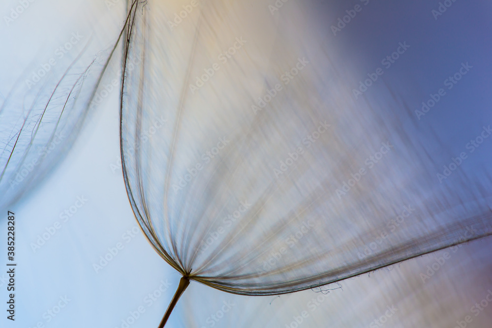 Obraz premium Abstract macro photo of dandelion seeds. Shallow focus. Old style