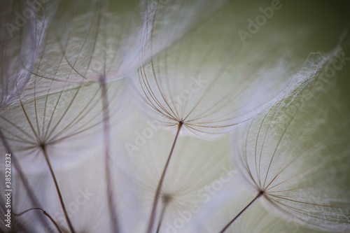 Fototapeta Naklejka Na Ścianę i Meble -  Abstract macro photo of dandelion seeds. Shallow focus. Old style