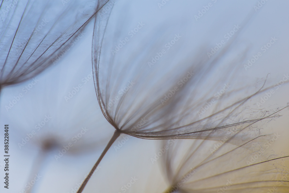 Obraz premium Abstract macro photo of dandelion seeds. Shallow focus. Old style